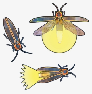 Net-winged Insects