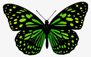 A Butterfly Insect Zazzle Cabbage White - Butterfly