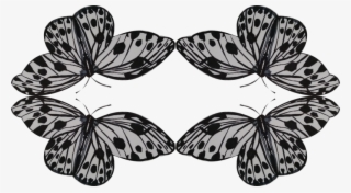 Brush-footed Butterfly