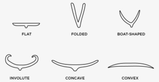 Illustrated Diagram Of Grass Leaf Blade Cross Sections - Line Art