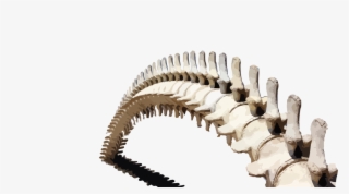 A Pile Of Steeming Content - Whale Bone House