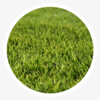 Common Grass Pollens - Circle