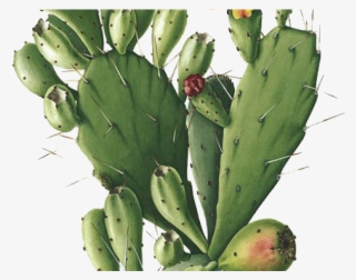 Drawn Cactus Botanical - Opuntia Botanical