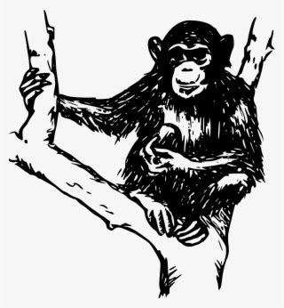 Download Png - Chimpanzee Black And White