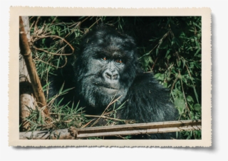 Aaron Pinkston - Mountain Gorilla