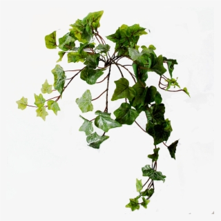 Flowerdutchess Ivy Light Frosted Green 45 Cm - Swamp Maple