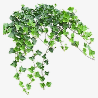 Vine Sticker - Transparent Background Ivy Png