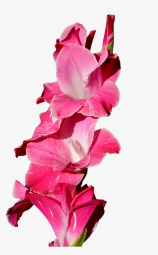 Gladiolus Png - Purple Gladiolus Flowers Png