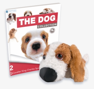 Cavalier King Charles - Companion Dog