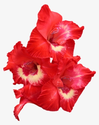Red Gladiolus - Gladiolo Rojo Png