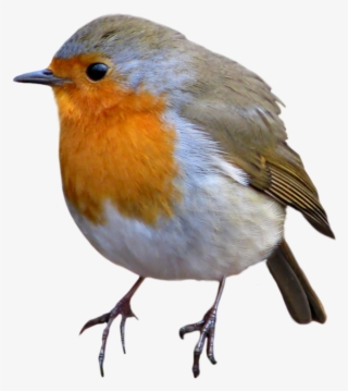 Animals Images, Wrens, Robin Bird, Photoshop, Potager - Flash Cards Free Animals