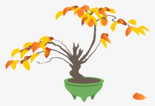 Persimmon, Persimmon Trees, Bonsai, Autumn - Bonsai