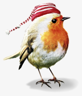 Bird Birds Robin Winter Christmas Terrieasterly - Psp Tubes Animals