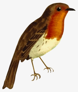 European Robin - Robin Animal Png