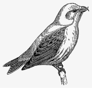 784 X 750 0 0 - Cuckoo Clipart Black And White