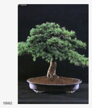 Lebanon Cedar 20 Seeds, Lat - Bonsai Cedro Del Libano