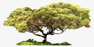 Bonsai, Photoshop, String Garden - Sageretia Theezans