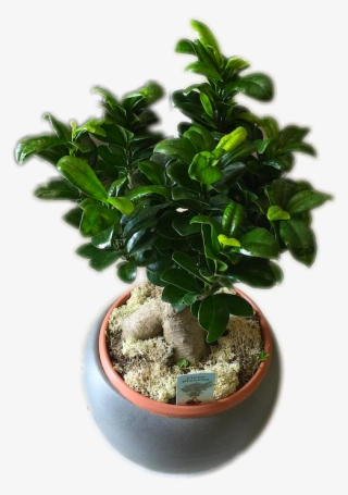 Bonsai