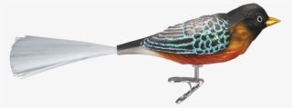Glass Robin Clip By Old World Christmas - Finch