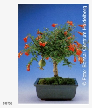 Bonsai Dwarf Pomegranate - Semis Bonsai Grenadier