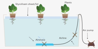 Deep Water Culture Without Pump - Octopus