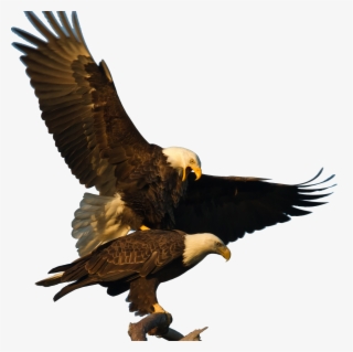 Bald Eagle - Eagles Monogamous