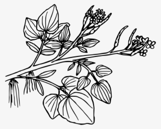 Watercress Aquatic Plants Sacred Lotus Black And White - Aquatic Plants Png Black And White