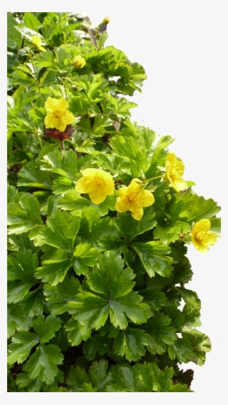 Flower Pictures, Free Photos, Free - Buttercup