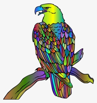 Bald Eagle Polyprismatic - Macaw