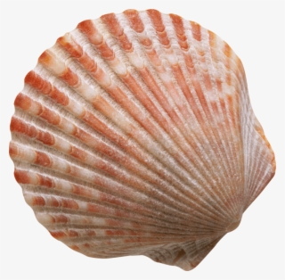 This Png File Is About Conch , Shell , Marine Mollusc - کتاب زندگی برازنده من