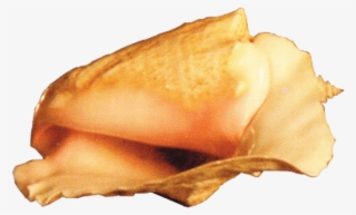 This Png File Is About Conch , Shell , Marine Mollusc - Portable Network Graphics