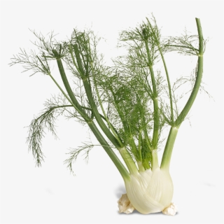Fennel Png