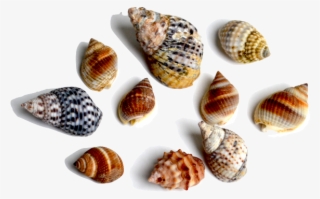 This Family Of Gastropods Includes A Large Variety - Shell