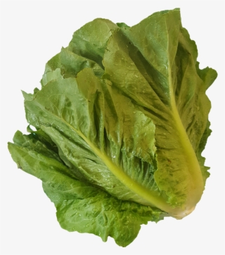 1531937485378 - Romaine Lettuce