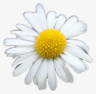 Freetoedit Daisy White Flower Flowers Yellow Cute Png - Oxeye Daisy