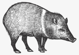 Peccary - Peccary Drawing