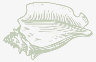 Pu'u - Hawaiian Conch - Clip Art Conch Shell Png