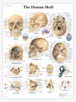 Anatomical Chart - Human Skull - Human Skull