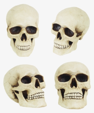 Skull,dummy,props,death - Cheekbones Skull