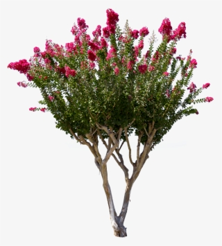 1327 X 1500 16 - Crepe Myrtle Tree Png