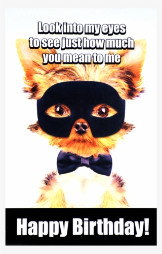 Perritos Super Heroe