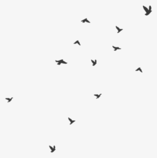 Transparency Transparent Transparent Png Png Birds - Birds Gif No Background