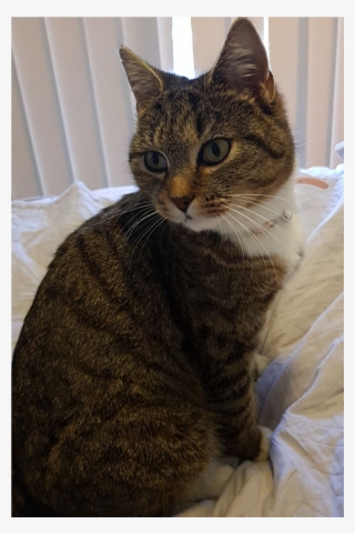 Sightings - Domestic Short-haired Cat