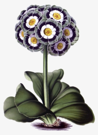 Hd Gorgeous Vintage Painted Flowers - Plant Vintage Png