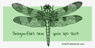 Black And White Dragonfly Drawing