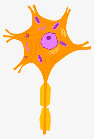 Nerve Cell 02 - Nervous Tissue Cells Of Neuron