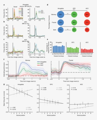 Example Neurons From The Amygdala , Ofc (b) And Acc - Diagram