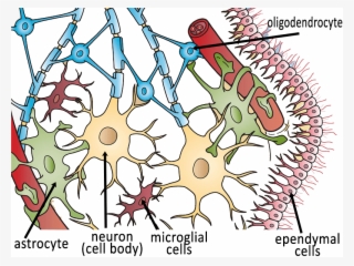 Neuroglial Cells