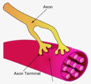A Synapse Between A Neuron And A Muscle Cell - Somatic Nervous System Neuromuscular Junction