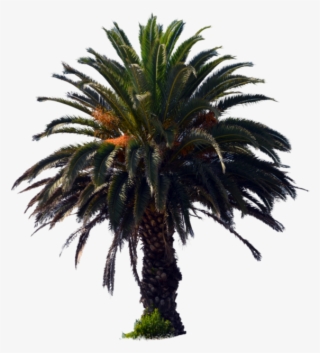 1098 X 727 5 - Palm Oil Tree Png